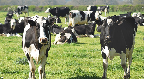 養(yǎng)牛場污水 養(yǎng)牛場污水