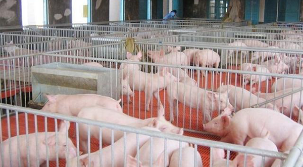 養(yǎng)豬廠廢水應(yīng)該怎么處理？該選用哪種處理方法？-樂(lè)中環(huán)保