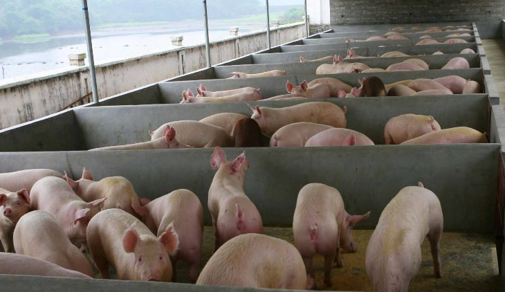 養(yǎng)豬場污水怎么處理比較好？-樂中環(huán)保