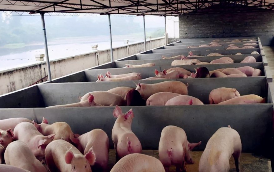 養(yǎng)豬污水處理設(shè)備包含哪些，教你選購(gòu)適合的養(yǎng)殖污水處理設(shè)備