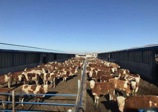 養(yǎng)殖場污水直接排放會面臨哪些處罰？JPEG.2