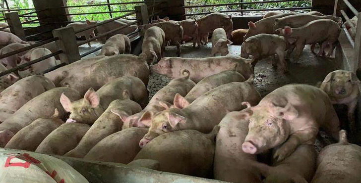 生豬宰豬場污水處理方法|工藝流程-樂中環(huán)保-1 生豬宰豬場污水處理方法|工藝流程-樂中環(huán)保-1