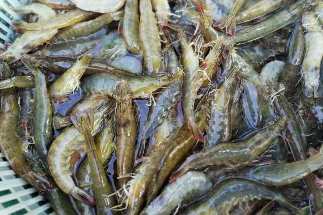 養(yǎng)蝦廢水怎么處理效果好？解決方案！-1