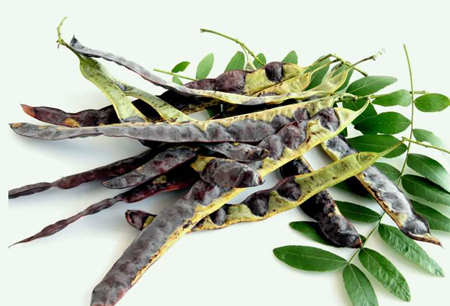 皂腳和皂角的區(qū)別是什么（皂腳和皂角一樣嗎？）