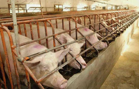 養(yǎng)豬場(chǎng)污水處理設(shè)備一套要多少錢(qián)?（養(yǎng)豬場(chǎng)污水處理設(shè)備污水處理）